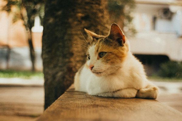 What are effective ways to manage stress in daily life?