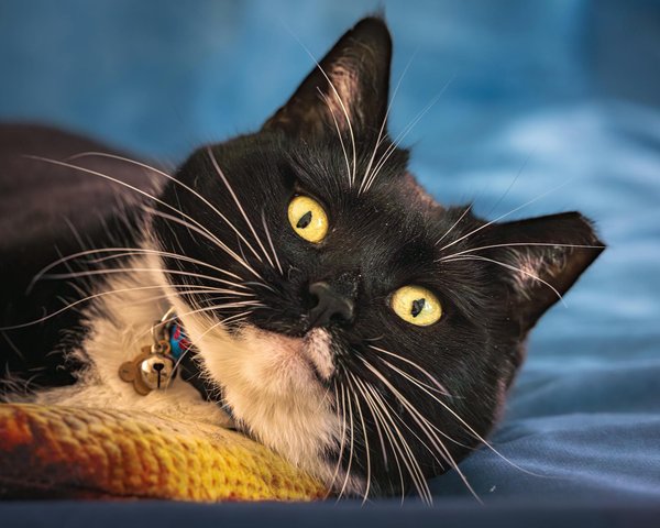 How is the automotive industry addressing environmental concerns?